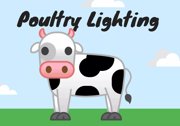 7 sự thật tuyệt vời bạn nên biết về đèn LED chiếu sáng cho gia cầm