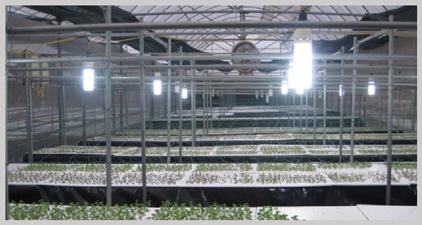 Cách sử dụng đèn LED giúp phát triển cây trồng trong nhà