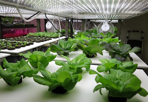 Cách sử dụng đèn LED giúp phát triển cây trồng trong nhà