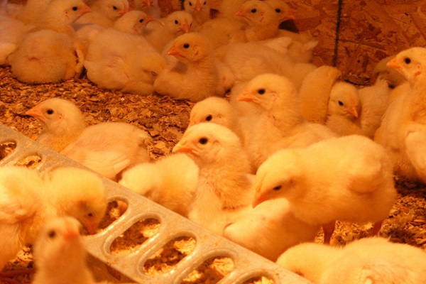 Đèn LED chiếu sáng cho gà thịt tăng sản lượng vượt trội