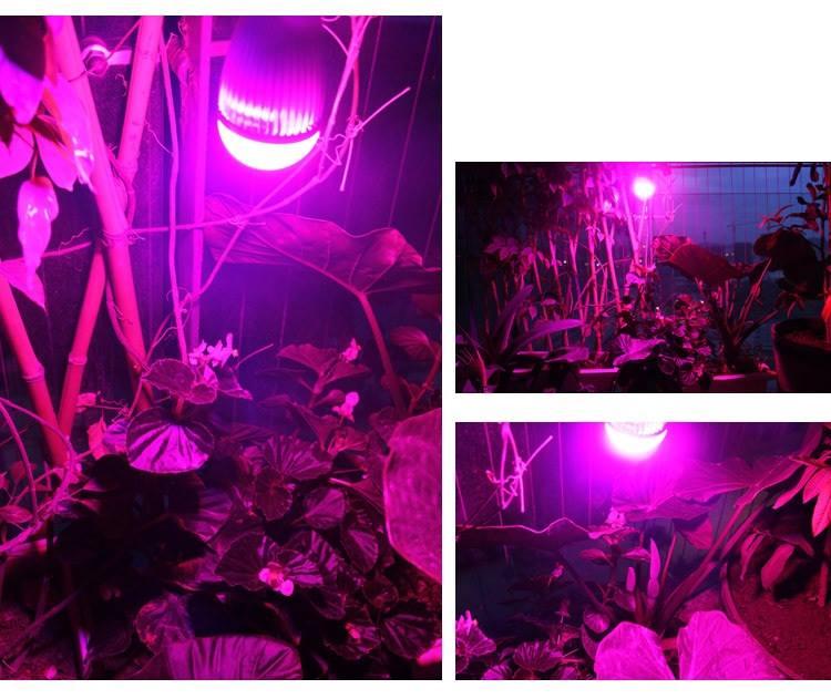 2 điều cơ bản khi chọn đèn LED để trồng cây
