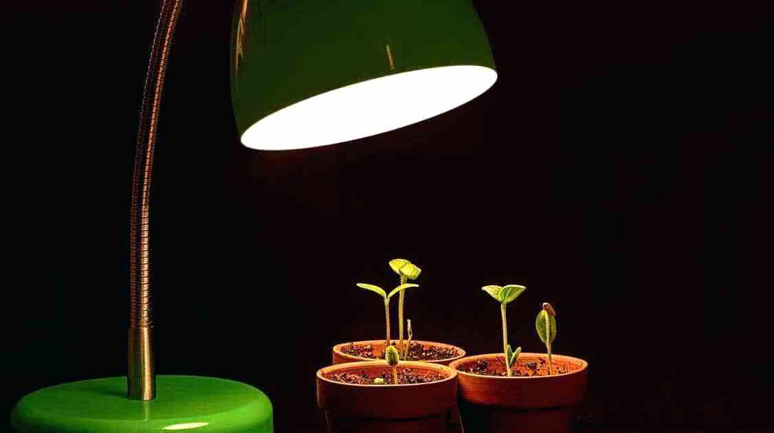Đèn led trồng cây – Đèn chiếu sáng cho cây trồng trong nhà