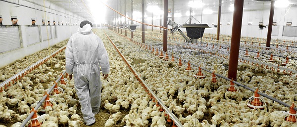 Đèn LED chiếu sáng cho gà thịt tăng sản lượng vượt trội